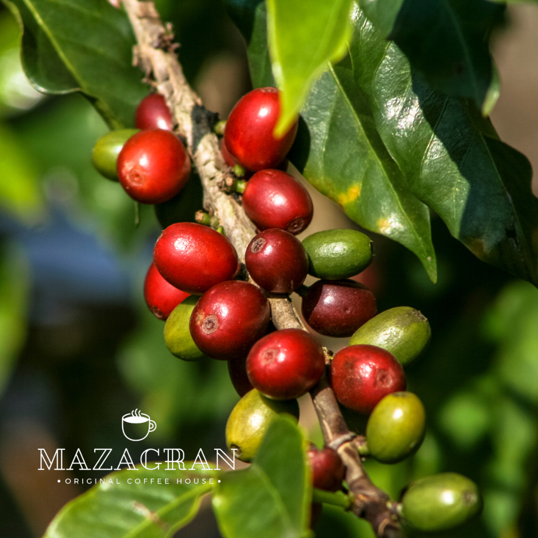 Kawa ziarnista Kolumbia Don Pablo