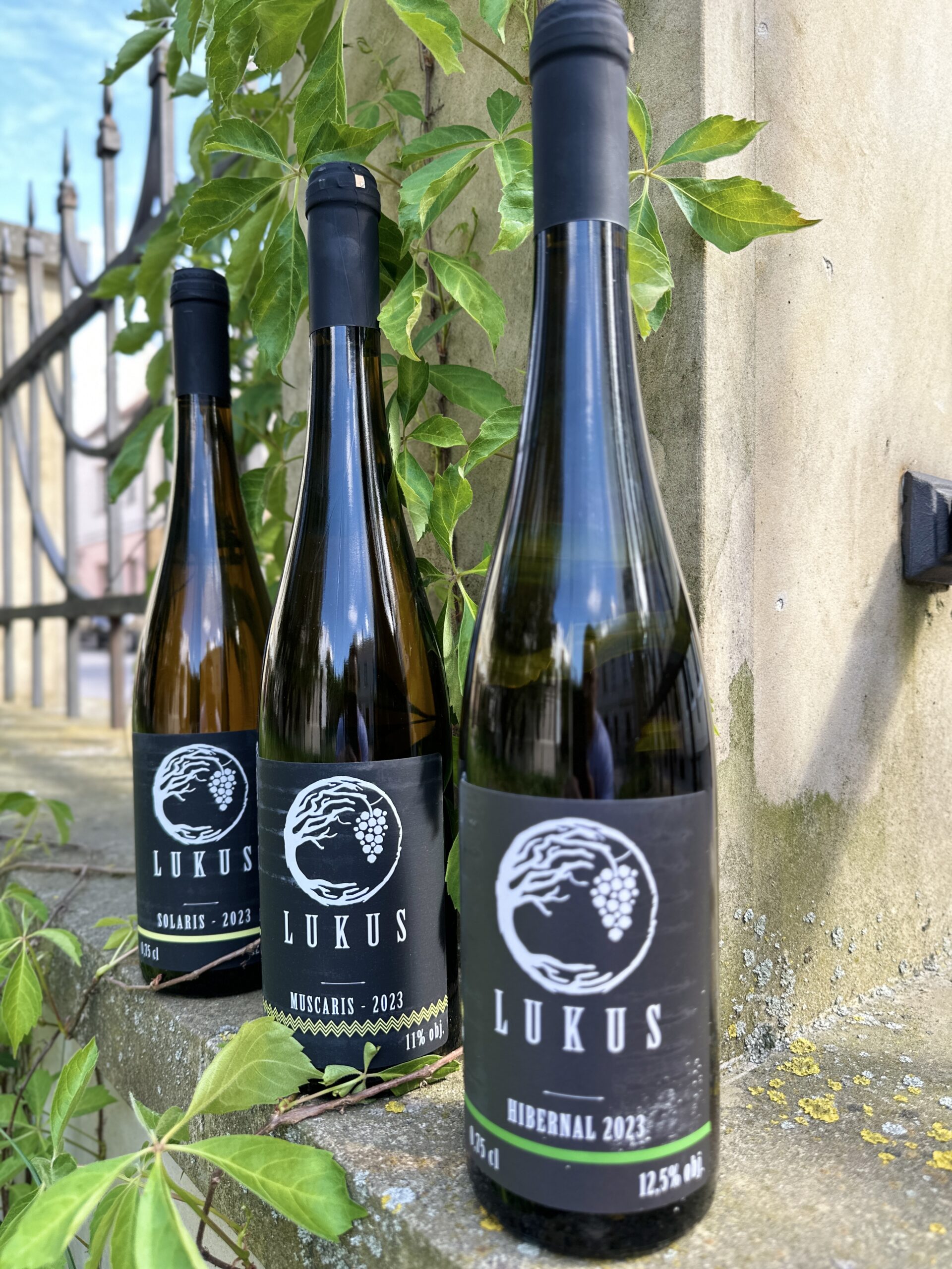 Odkrywamy smaki Roztocza – Najlepsze lokalnie produkowane wina